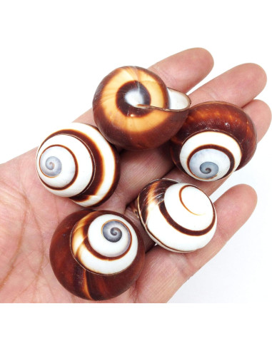 Caracolas de Caracol Terrestre Marrón PEPPERLONELY 12 Pcs