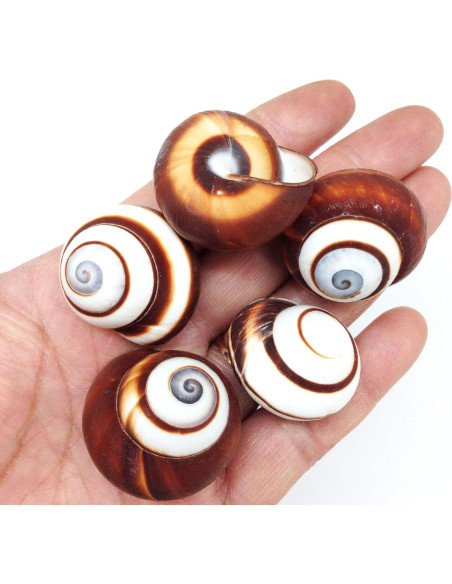 Caracolas de Caracol Terrestre Marrón PEPPERLONELY 12 Pcs
