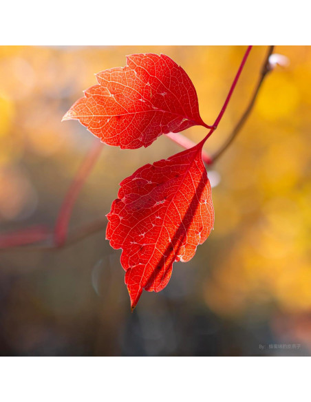Lente Fijo Brightin Star 55mm F1.8 para Canon RF Lente Fijo Brightin Star 55mm F1.8 para Canon RF