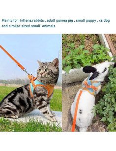 Conjunto Arnés y Correa Anelekor para Mascotas Pequeñas Naranja 2