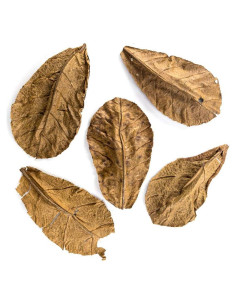 Hojas de Almendra India Josh's Frogs - Paquete de 5 Unidades