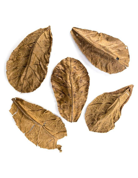 Hojas de Almendra India Josh's Frogs - Paquete de 5 Unidades