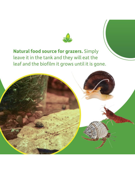 Hojas de Almendra India Josh's Frogs - Paquete de 5 Unidades