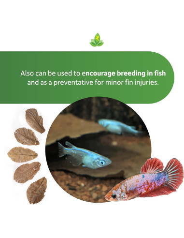 Hojas de Almendra India Josh's Frogs - Paquete de 5 Unidades