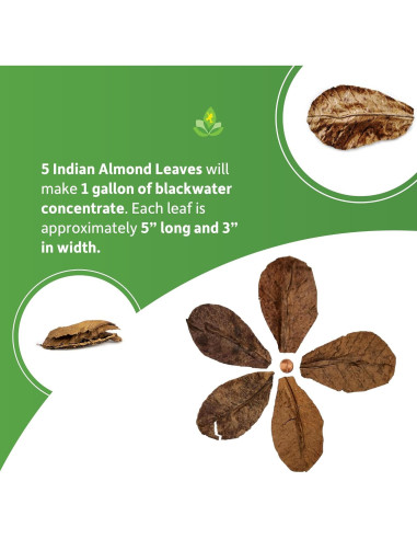 Hojas de Almendra India Josh's Frogs - Paquete de 5 Unidades