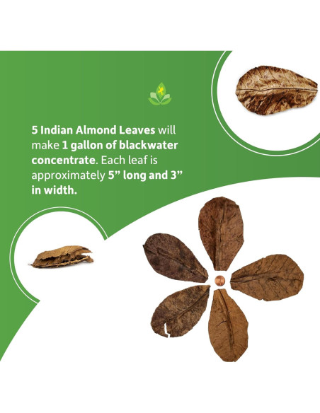 Hojas de Almendra India Josh's Frogs - Paquete de 5 Unidades