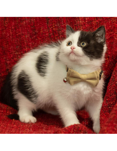 Collar para Gato Gyapet Ajustable con Campana 2 Pcs