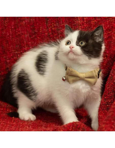 Collar para Gato Gyapet Ajustable con Campana 2 Pcs