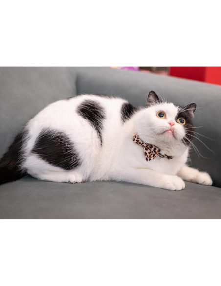 Collar para Gato Gyapet Ajustable con Campana 2 Pcs