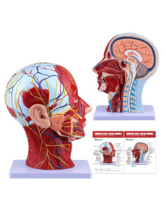 Modelo de Cabeza Humana Anatómica Ultrassist 1:1 con Diagrama