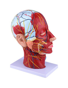 Modelo de Cabeza Humana Anatómica Ultrassist 1:1 con Diagrama 2