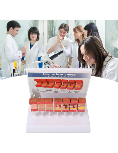 Modelo de Anatomía Arterial 7 Piezas LUCKDANO PVC Educativo