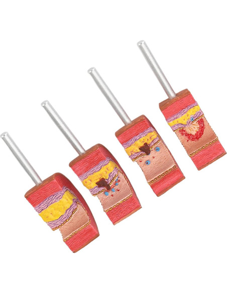 Modelo de Anatomía Arterial 7 Piezas LUCKDANO PVC Educativo