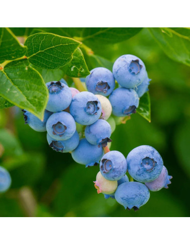 Arándano Crudo Liofilizado INSTITUTO ECLECTICO 120 Cápsulas