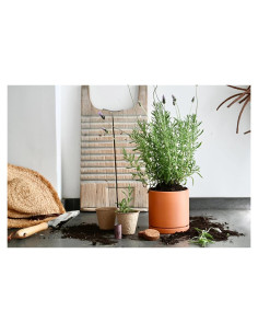 Kit de Maceta de Lavanda Fleur Du Bien - Cultiva en Casa