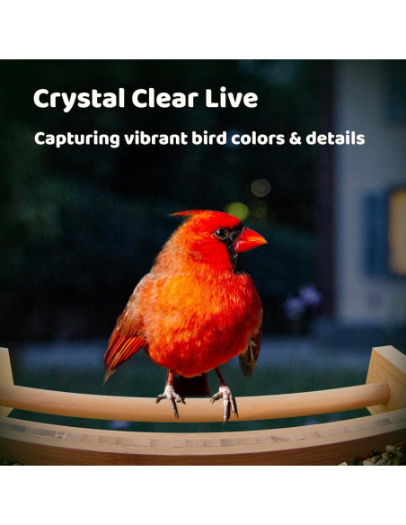 Comedero de Aves Inteligente NETVUE Bambú 3.5L con Cámara AI Comedero de Aves Inteligente NETVUE Bambú 3.5L con Cámara AI