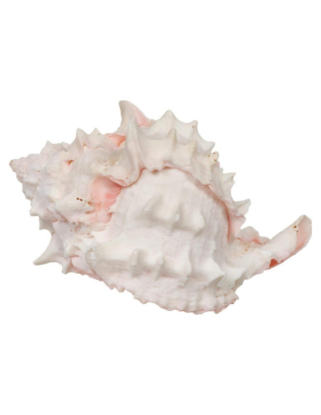 Conchas de Crecimiento para Cangrejo Ermitaño Zoo Med - 2 Unidades