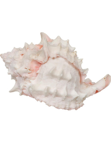 Conchas de Crecimiento para Cangrejo Ermitaño Zoo Med - 2 Unidades