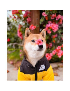 Abrigo ChoChoCho para Perros XL Amarillo - Invierno Cálido 2