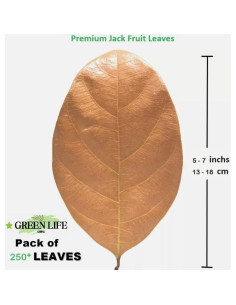 Hojas de Jackfruit Premium GREENLIFE 250 Unidades para Acuario 2
