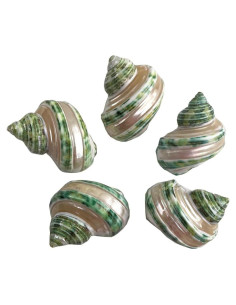 Conchas Turbo Verdes Banded MMvolesy 5Pcs 4.5-5.1cm