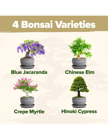 Kit Bonsai Home Grown - Cultiva 4 Especies en Casa