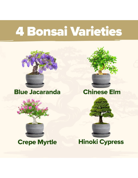 Kit Bonsai Home Grown - Cultiva 4 Especies en Casa