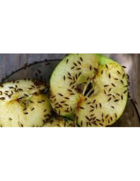 10 Tazas Deli 16 oz con Tapas Ventiladas Snout & Shell