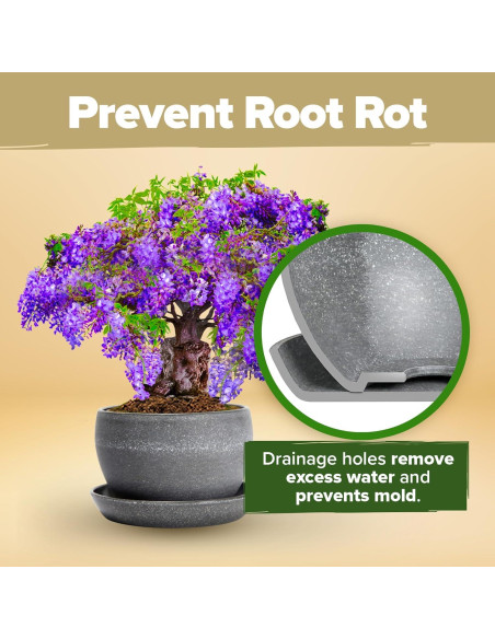 Kit Bonsai Home Grown - Cultiva 4 Especies en Casa