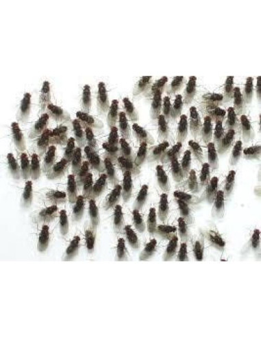 10 Tazas Deli 16 oz con Tapas Ventiladas Snout & Shell