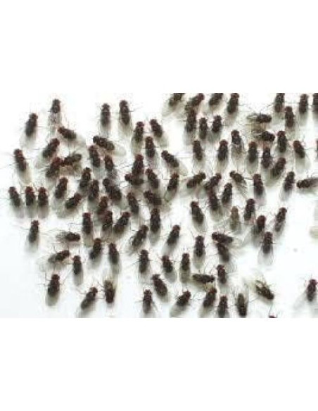 10 Tazas Deli 16 oz con Tapas Ventiladas Snout & Shell