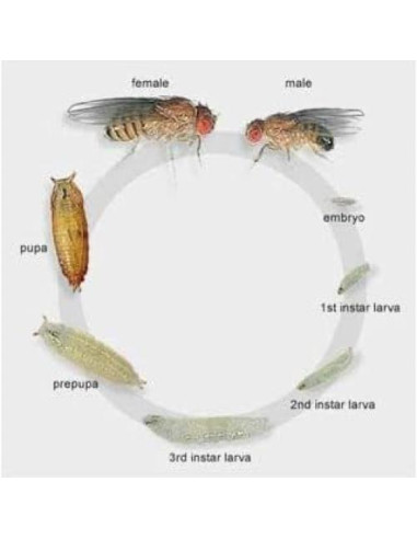 10 Tazas Deli 16 oz con Tapas Ventiladas Snout & Shell