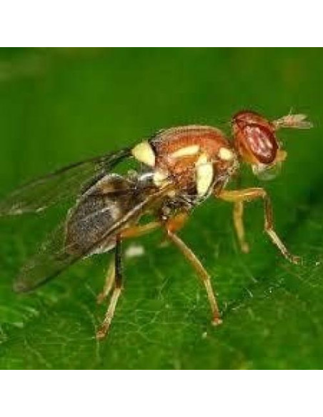 10 Tazas Deli 16 oz con Tapas Ventiladas Snout & Shell