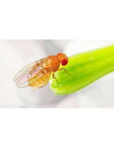 10 Tazas Deli 16 oz con Tapas Ventiladas Snout & Shell