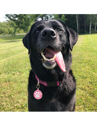 Etiqueta Inteligente MYLUCKYTAG NFC y QR para Mascotas