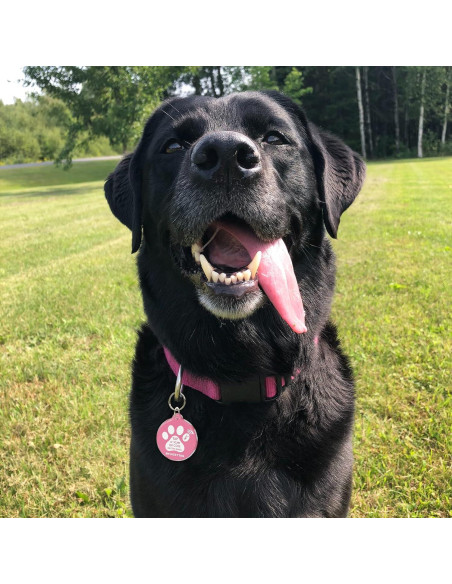 Etiqueta Inteligente MYLUCKYTAG NFC y QR para Mascotas