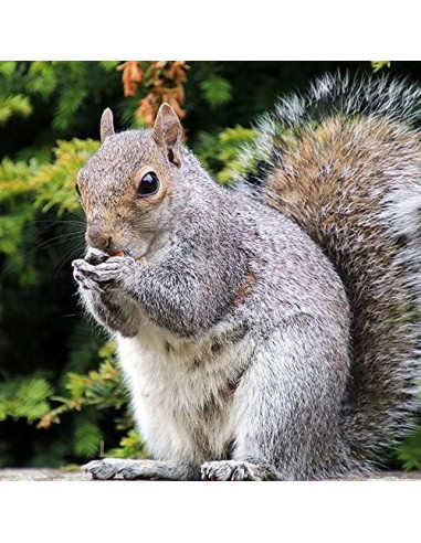 Silbato de Ardilla Haydel's Game Calls 16.7x8.6 cm