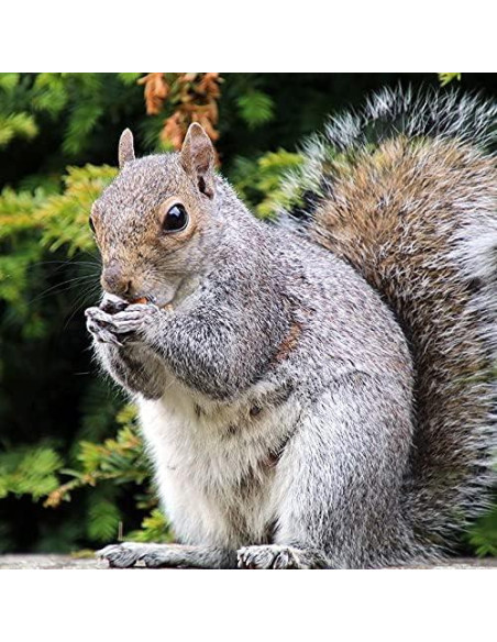 Silbato de Ardilla Haydel's Game Calls 16.7x8.6 cm