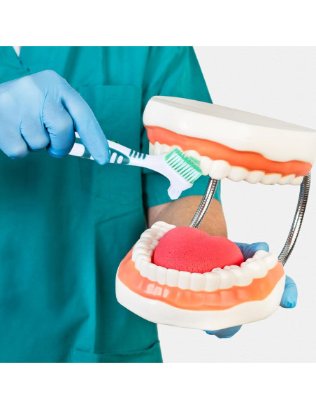 Juego de 2 Cepillos de Limpieza de Dentaduras YUXIANLB