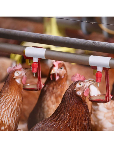 30 Accesorios Tee PVC Bebederos Pollo DredQcco 5cm