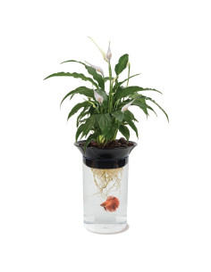 Acuario Acuapónico Penn-Plax APON1 0.5 Galones para Betta