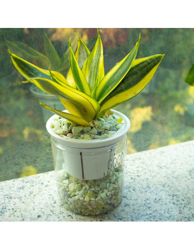 Arena Decorativa Jade 3,18 kg para Suculentas y Cactus