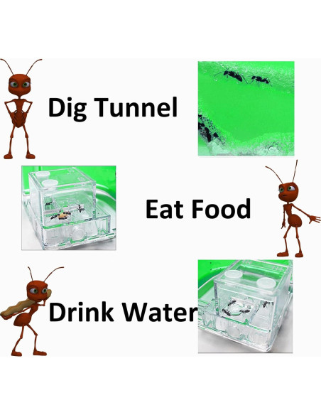 Granja de Hormigas EXBEPE Terrario Ecológico 20cm Verde