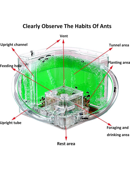 Granja de Hormigas EXBEPE Terrario Ecológico 20cm Verde