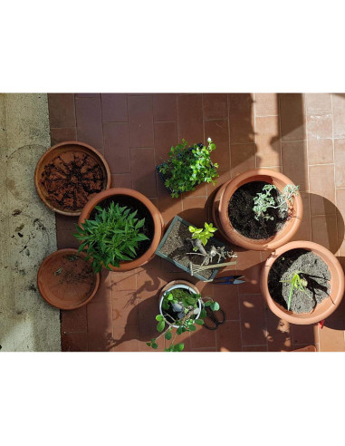 Kebinfen Kit de Herramientas para Podar Bonsai - Set de 3