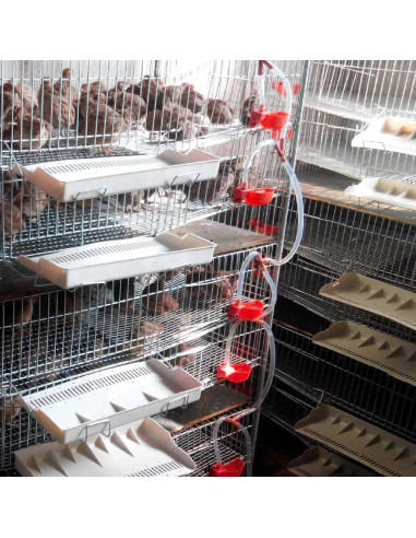 12 Tazas Bebederos Automáticos para Aves MODUODUO Rojo