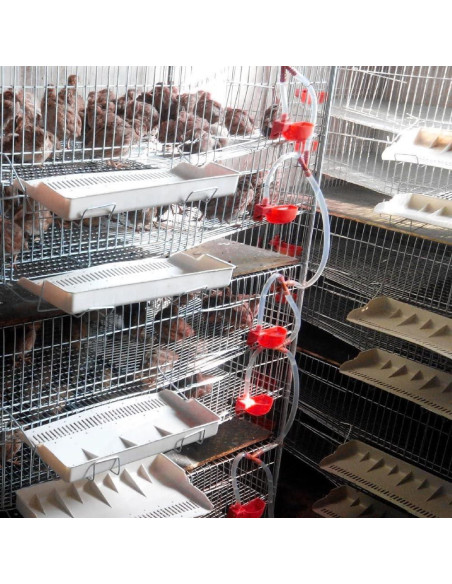 12 Tazas Bebederos Automáticos para Aves MODUODUO Rojo