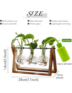 Terrario de Planta HUABEI con Soporte de Madera 3 Bulbos 2