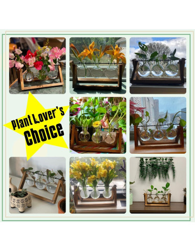 Terrario de Planta HUABEI con Soporte de Madera 3 Bulbos