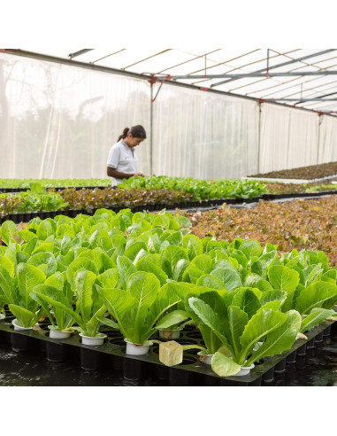 Cubos de Lana de Roca Halatool 1 Pulgada 200 Piezas